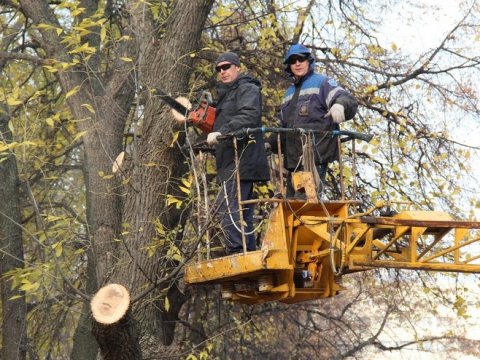 Работники муниципального предприятия вновь пилят деревья в «Липках»