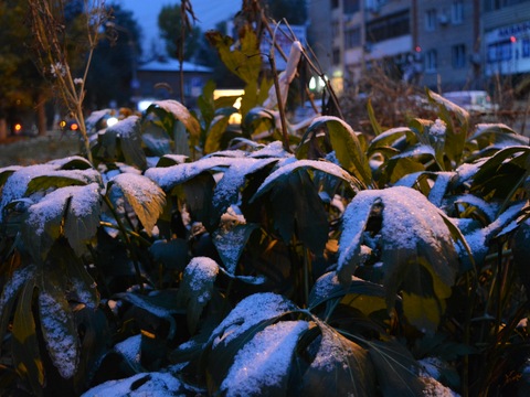 Ночью в Саратове выпал первый снег
