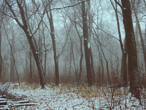 Саратовцев вновь предупреждают о густых туманах