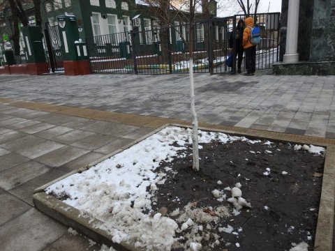 Администрация Саратова: Грунт у молодых лип на Волжской отчистят от соли
