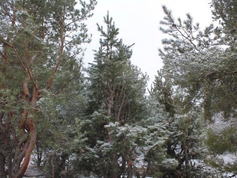 Завтра саратовцы смогут купить новогодние елки