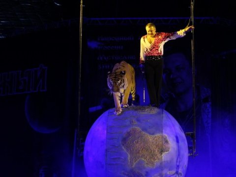 В ледовом дворце «Кристалл» тигр исполнял трюки в воздухе