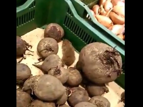 Покупатель саратовского «Ашана» нашел в свекле живого грызуна