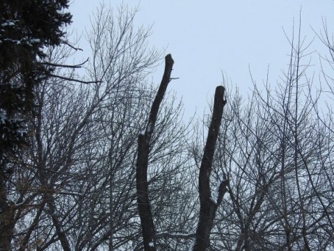 В «Липках» после опиловки появились первые «пеньки»