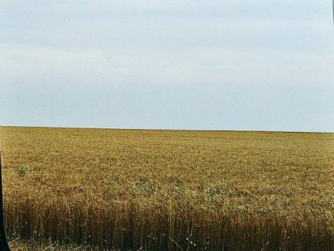 ОБЕЩАЕМ ОБЕЩАТЬ. Саратовский минсельхоз ожидает падения урожаев в этом году