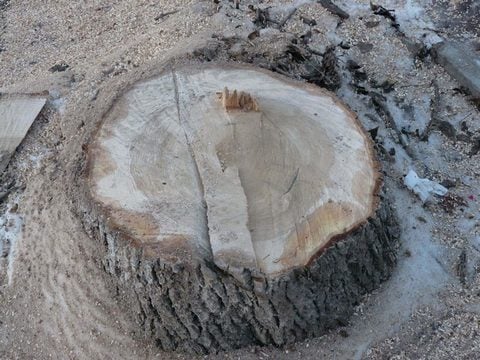 Вольчанин с друзьями незаконно напилил дубов на три миллиона