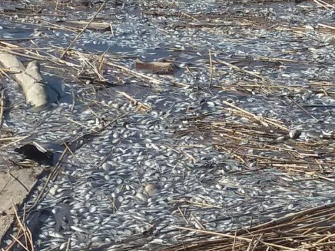 В реке Чертанла под Новоузенском массово погибла рыба