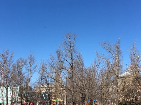 Неделю Саратов начнет с солнечной погоды