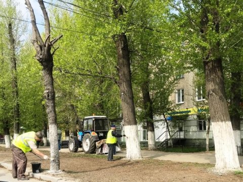 На субботнике в Саратове побелили почти 1200 деревьев