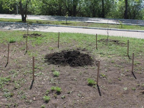 На Соколовой горе высадили тополь Победы