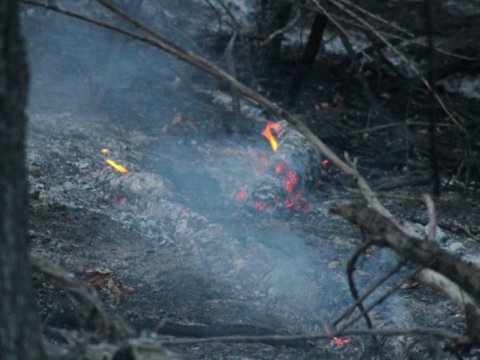 Радаев официально ввел противопожарный режим в лесах
