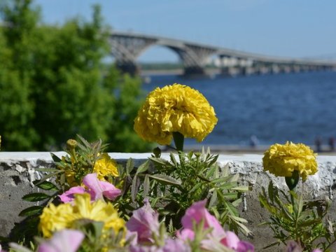 На новой набережной Саратова сделали часы из шести тысяч цветов