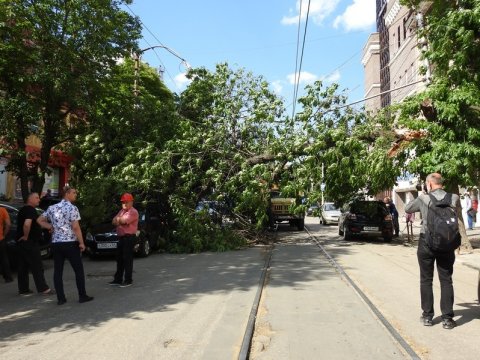 В Мирном переулке в Саратове дерево рухнуло на трамвайные провода и авто