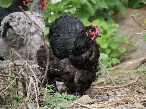 Саратовские ветеринары нашли антибиотик в курятине из Мордовии