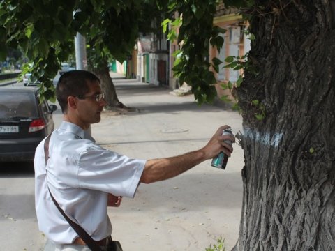Общественность и мэрия определяют на Рахова деревья под снос 