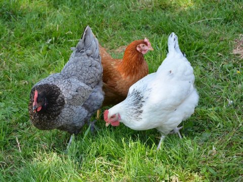 В Саратовской области зарегистрирована вспышка гриппа птиц