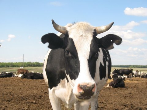 Пострадавшая от коровы жительница Балаковского района отсудила 120 тысяч