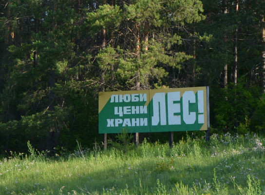 В Саратовской области продлили ограничение на посещение лесов
