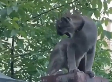 Жители саратовского поселка Изумрудный завели себе пуму
