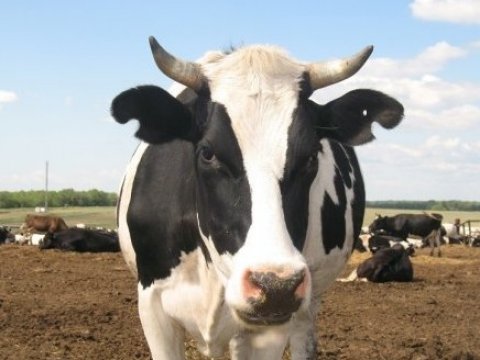 В Энгельсском КФХ ввели карантин по туберкулезу среди крупного рогатого скота
