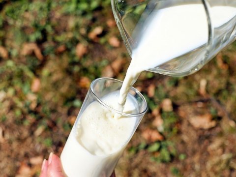 В саратовском молоке обнаружили антибиотики и ДНК сои