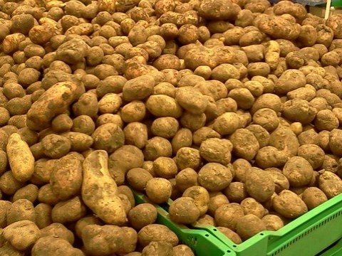 Россельхознадзор признал ограничения на выращивание картошки дачниками