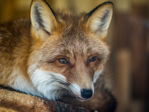 В Пугачевском районе ввели карантин из-за бешеной лисы