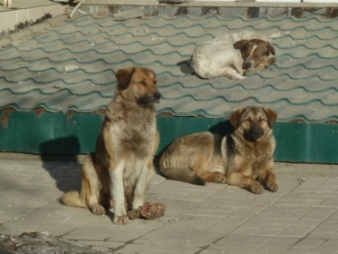 Житель Озинского района отсудил у администрации 30 тысяч из-за нападения бродячей собаки 