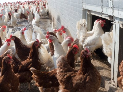 Птицефабрика попыталась оспорить штраф за складирование куриного помета у села Идолга