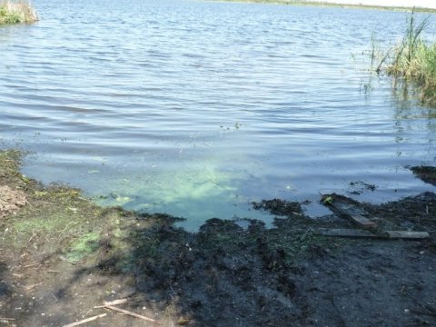 В саратовском пруду выловили труп со звездами на коленях
