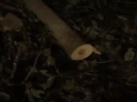 В Саратове за ночь вырубили деревья в целом квартале