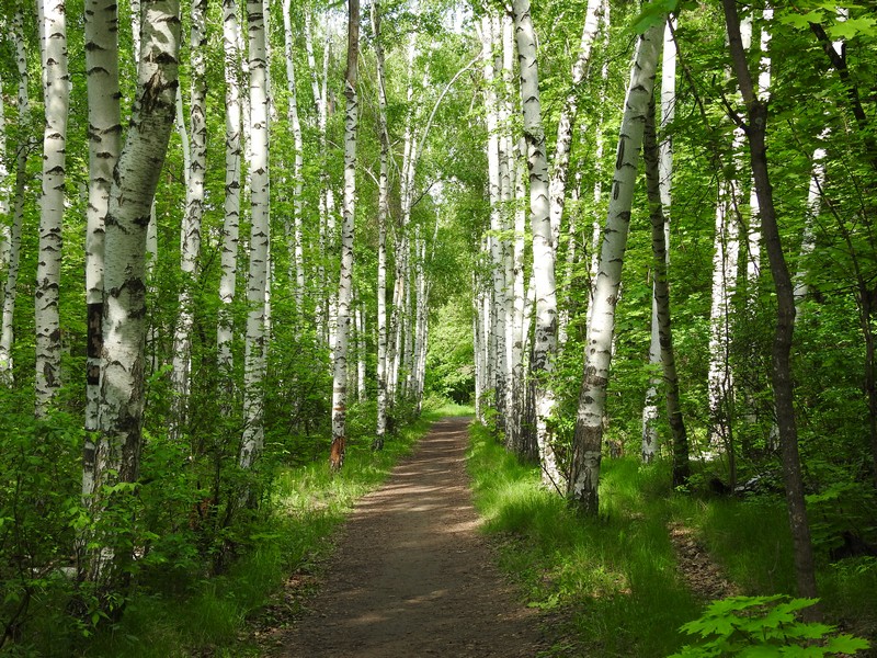 В Саратовской области вновь ограничили посещение лесов