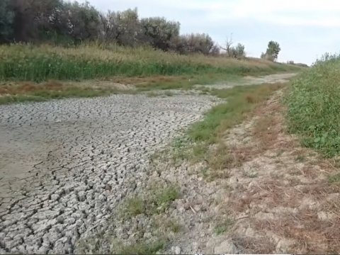 КФХ Новоузенского района могут лишиться скота из-за пересохшего канала