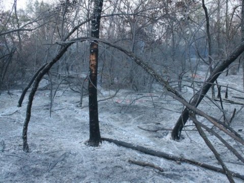 Площадь лесного пожара у Генеральского составила полгектара