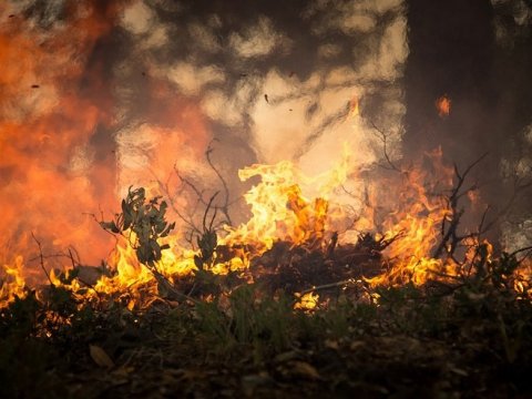 В Саратовской области одновременно тушили два лесных пожара