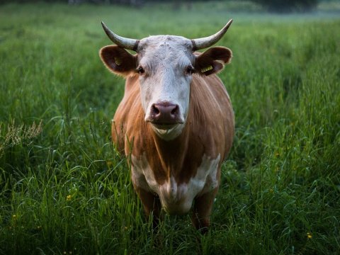 Под Вольском житель застрелил корову односельчанина из нелегального ружья