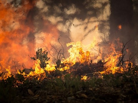 Пожар уничтожил три гектара леса в Татищевском районе