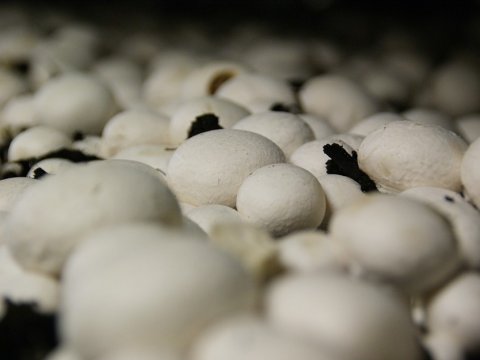 В Саратове горел цех по выращиванию грибов