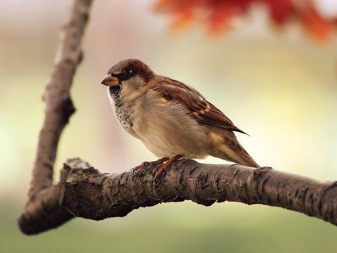 Жители Саратовской области могут поучаствовать в международном соревновании по наблюдению за птицами