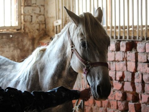 СМИ: На содержащую полицейских лошадей предпринимательницу завели уголовное дело о мошенничестве