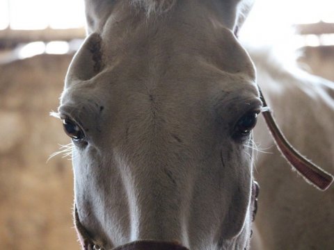 Общественница рассказала о поправляющихся саратовских полицейских лошадях