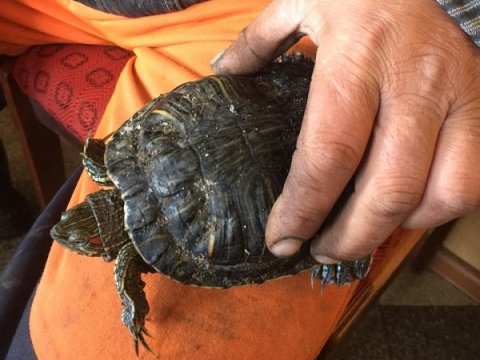 На саратовской мусороперегрузочной станции спасли от измельчения черепаху