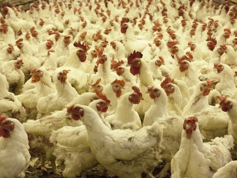Аткарскую птицефабрику наказали за помет на сельхозземлях
