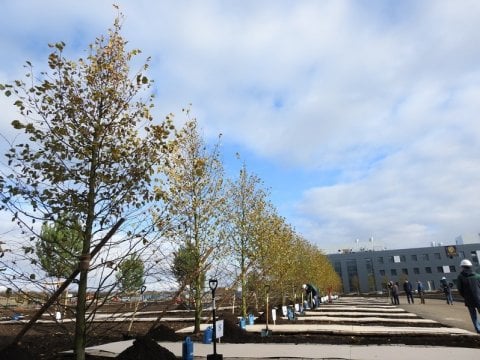 У недостроенного аэропорта «Гагарин» высадили деревья-крупномеры