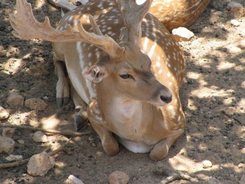 В лесах под Пугачевом пожилой браконьер убил пятнистого оленя