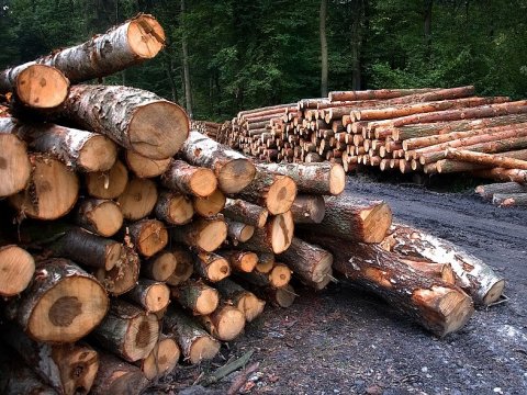 В Саратовской области незаконно вырубили леса на 5,5 миллиона рублей