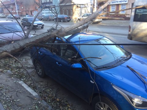 В центре Саратова сухое дерево упало на иномарку