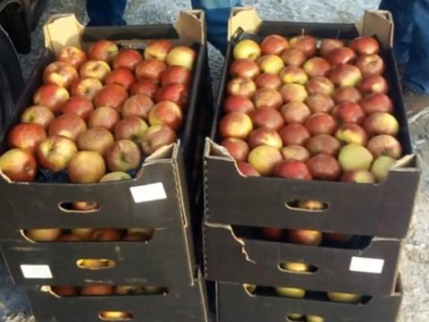 В Энгельсе уничтожили 130 килограммов польских яблок