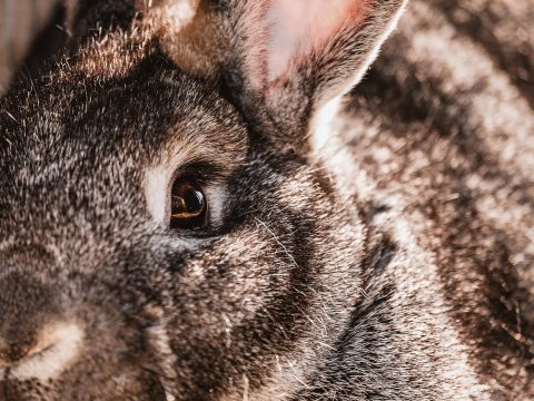 В Лысогорском районе браконьеры застрелили четырех зайцев