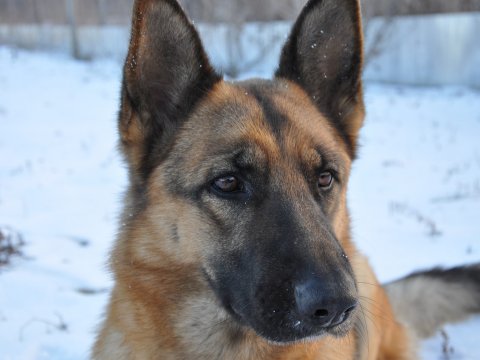 Собакам саратовской полиции закупают «премиум» и «суперпремиум» корма